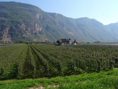 Apfel Orchard, trees raised like grape vines.